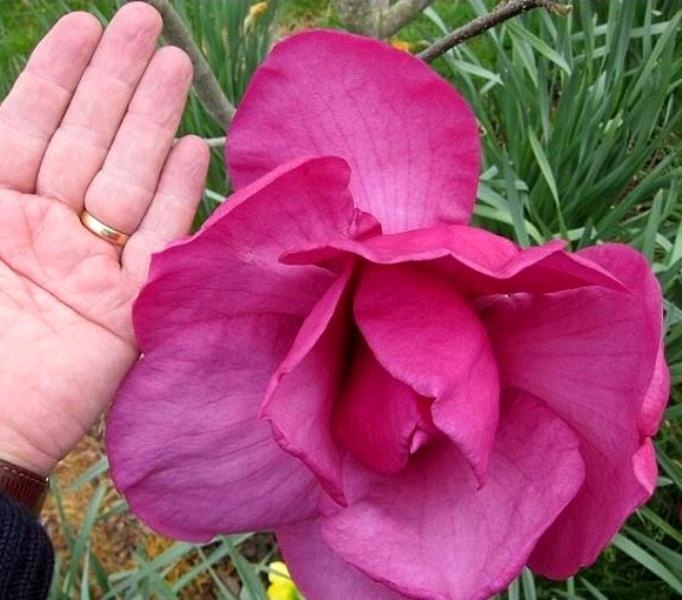 Magnolia X Felix Jury Fuxia in vaso 18 cm 1 33938711