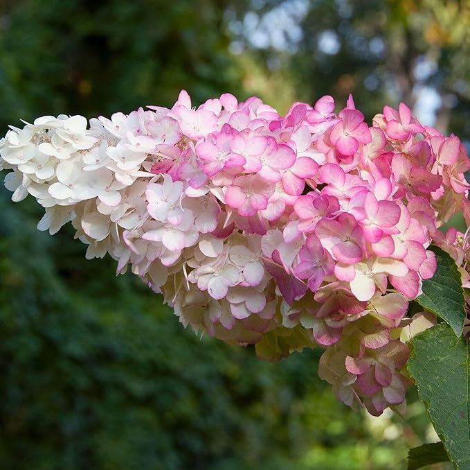 Ortensia Paniculata VANILLE FRAISE in vaso 18 cm 1 33939140