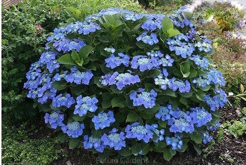 Ortensia Paniculata SERRATA BLUE BIRD in vaso 18 cm 1 33941686