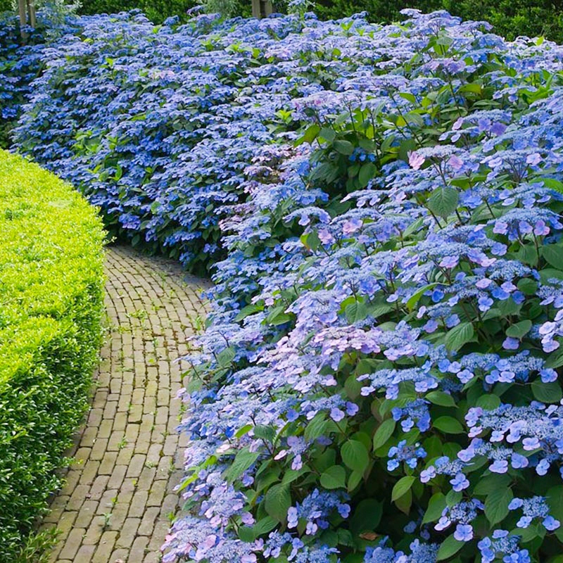 Ortensia Paniculata SERRATA BLUE BIRD in vaso 18 cm 3 33941687