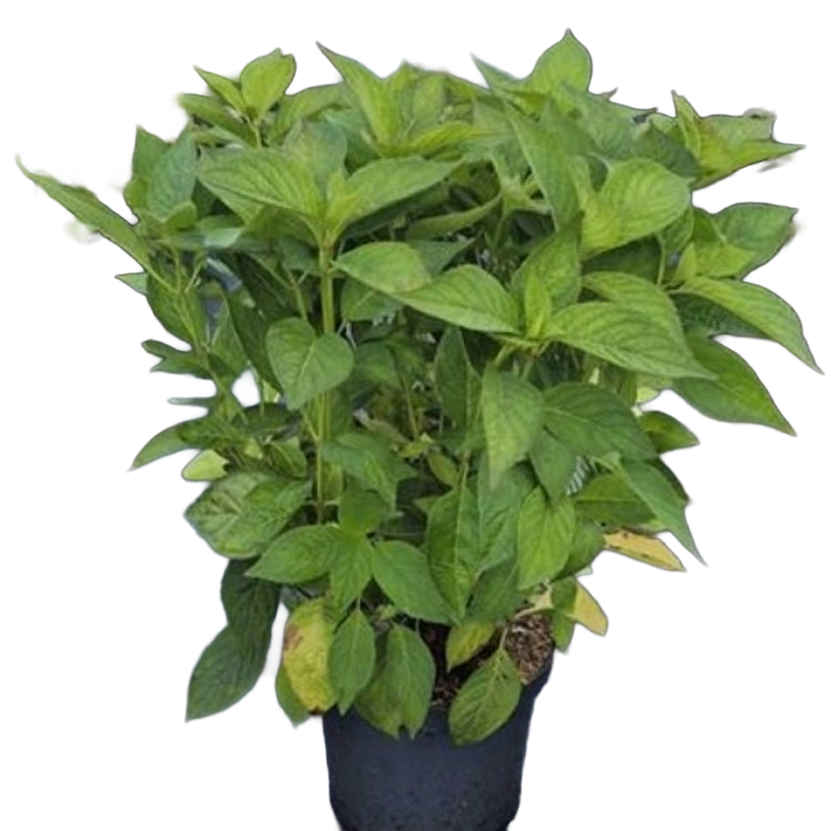 Ortensia Paniculata VANILLE FRAISE in vaso 18 cm 3 33941729