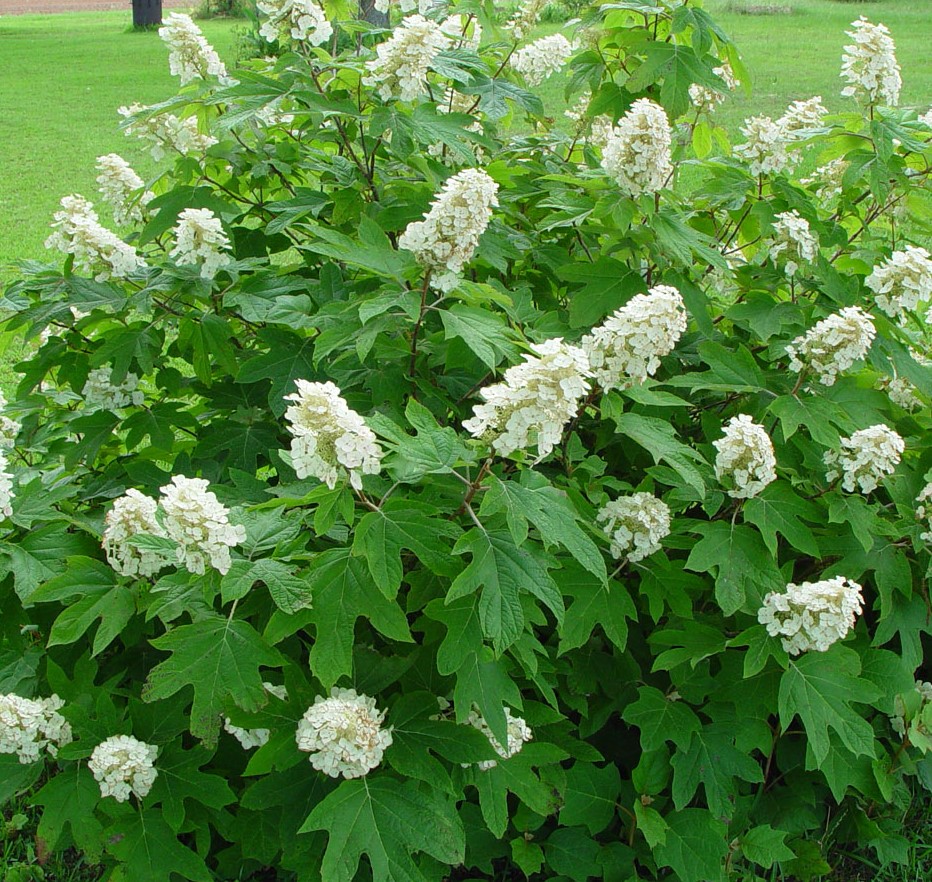 Ortensia QUERCIFOLIA ALICE in vaso 18 cm 1 33941736