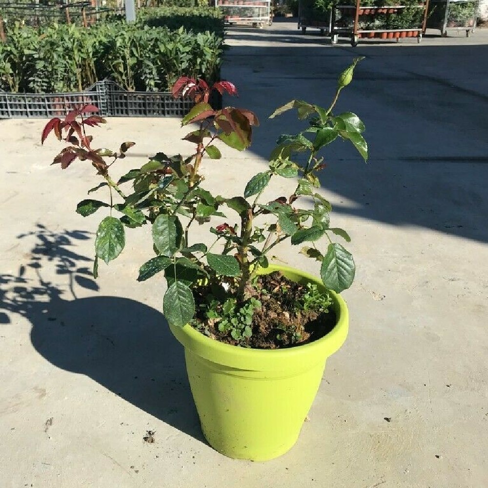 Rosa Papa Meilland ® Meilland rampicante in vaso 20 cm 2 2839455