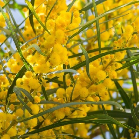 Mimosa 4 Stagioni Profumata ACACIA RETINOIDES vaso 18cm 1 34029794