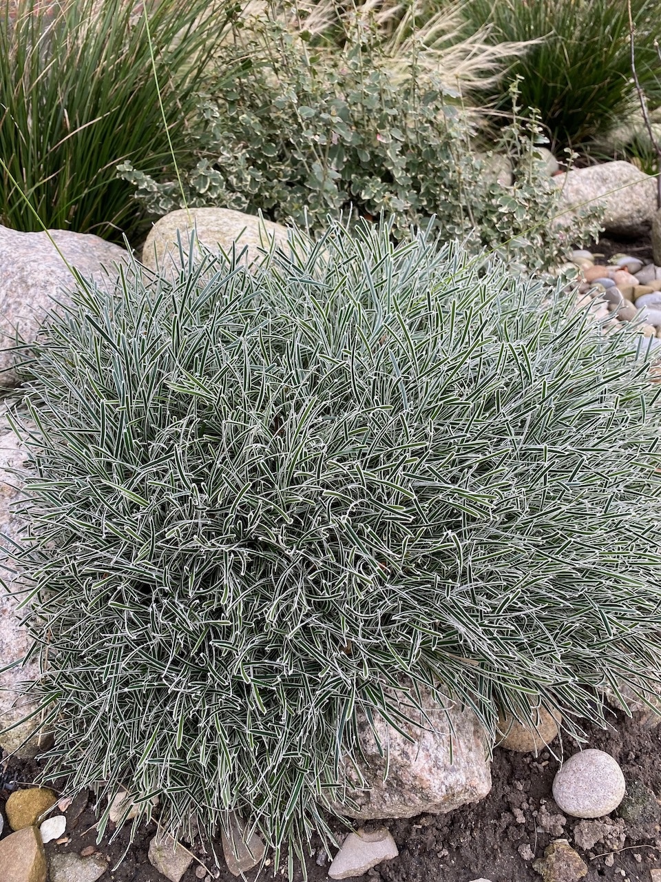 Erba Ghiaccio Finicia Truncata Ice Crystal vaso 18 cm 3 34161042