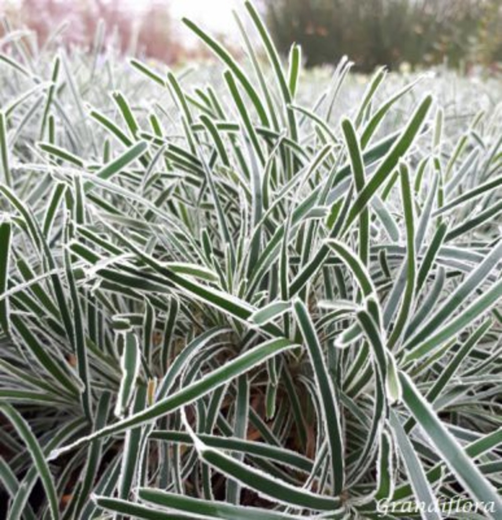 Erba Ghiaccio Finicia Truncata Ice Crystal vaso 18 cm 4 34161059