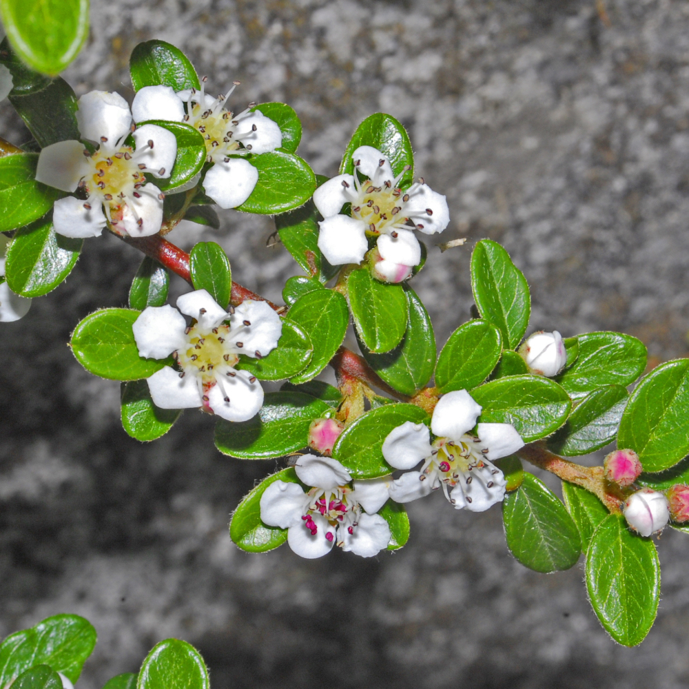 Cotoneaster Streib’s Findling in vaso 18 cm 5 34492063
