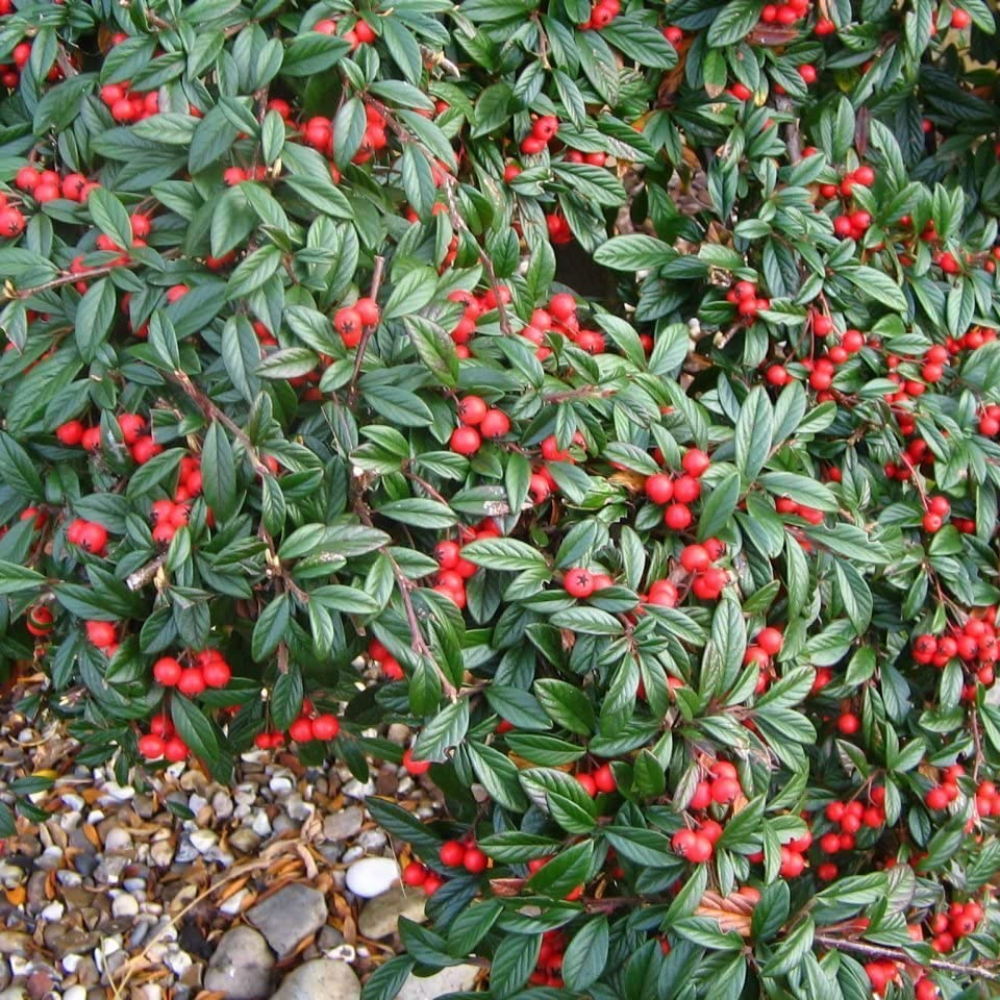 Cotoneaster Streib’s Findling in vaso 18 cm 1 34492065