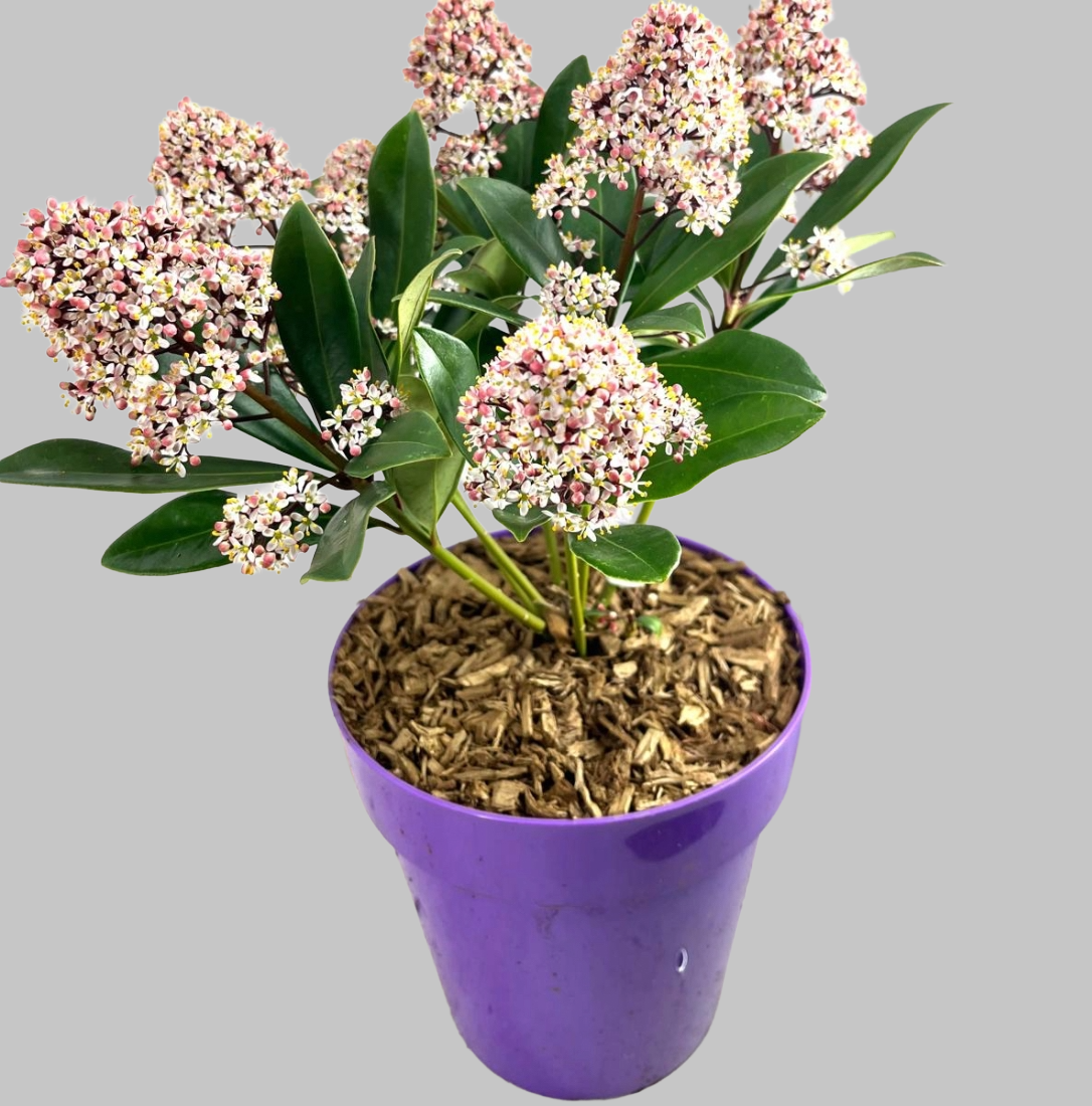 Skimmia Japonica Rubella in vaso 15 cm 1 34591323