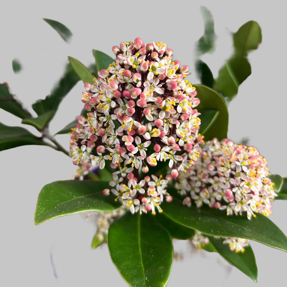 Skimmia Japonica Rubella in vaso 15 cm 5 34591324