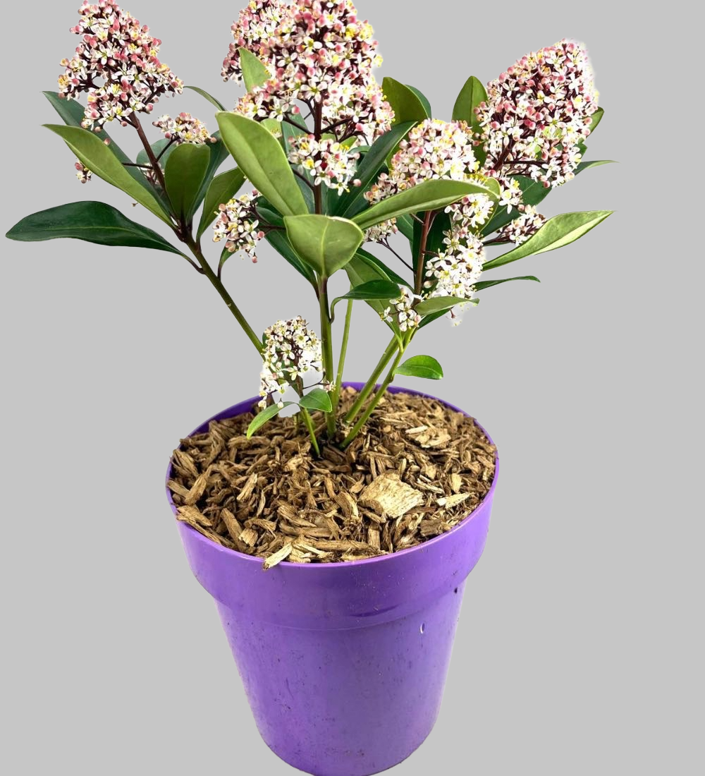 Skimmia Japonica Rubella in vaso 15 cm 4 34591325