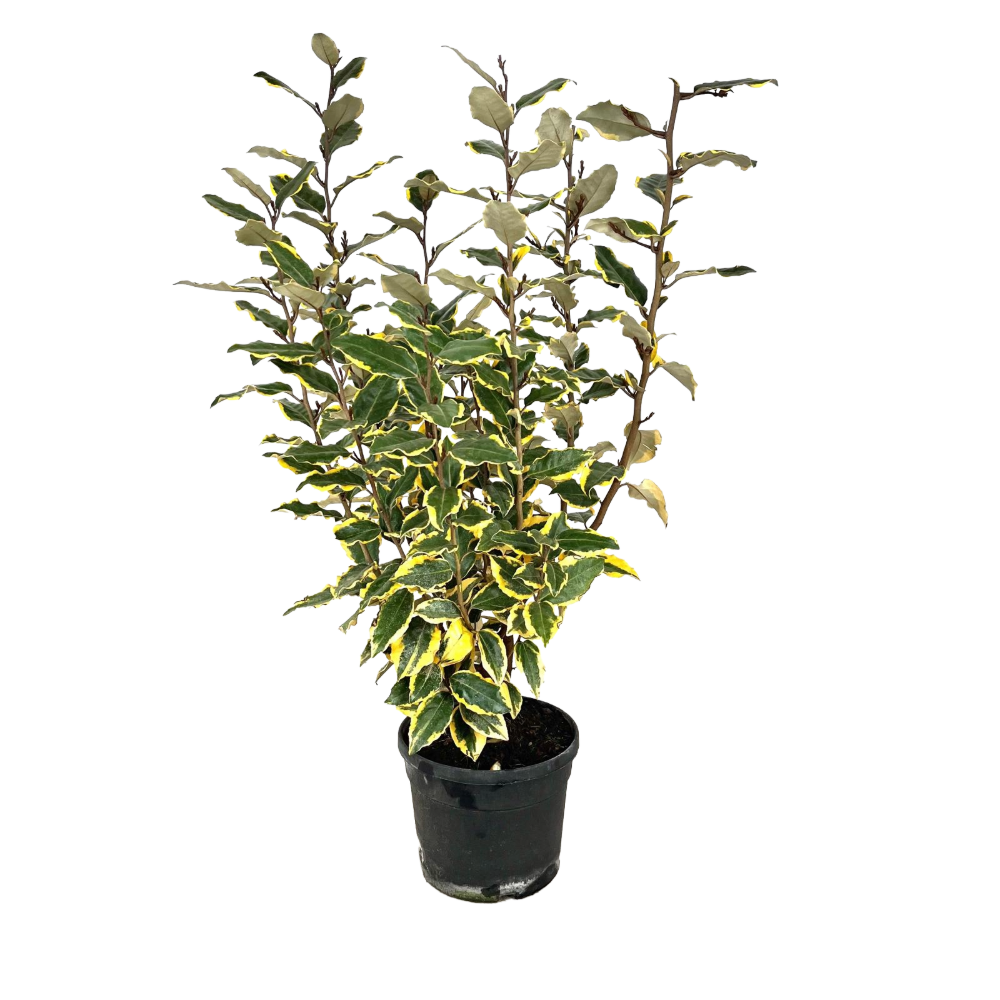 Elaeagnus variegato in vaso 18 cm 1 34592569