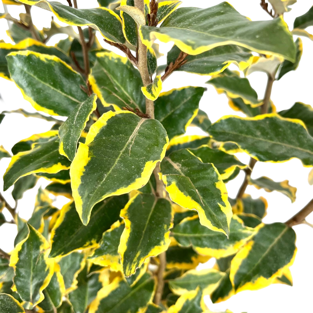 Elaeagnus variegato in vaso 18 cm 2 34592570