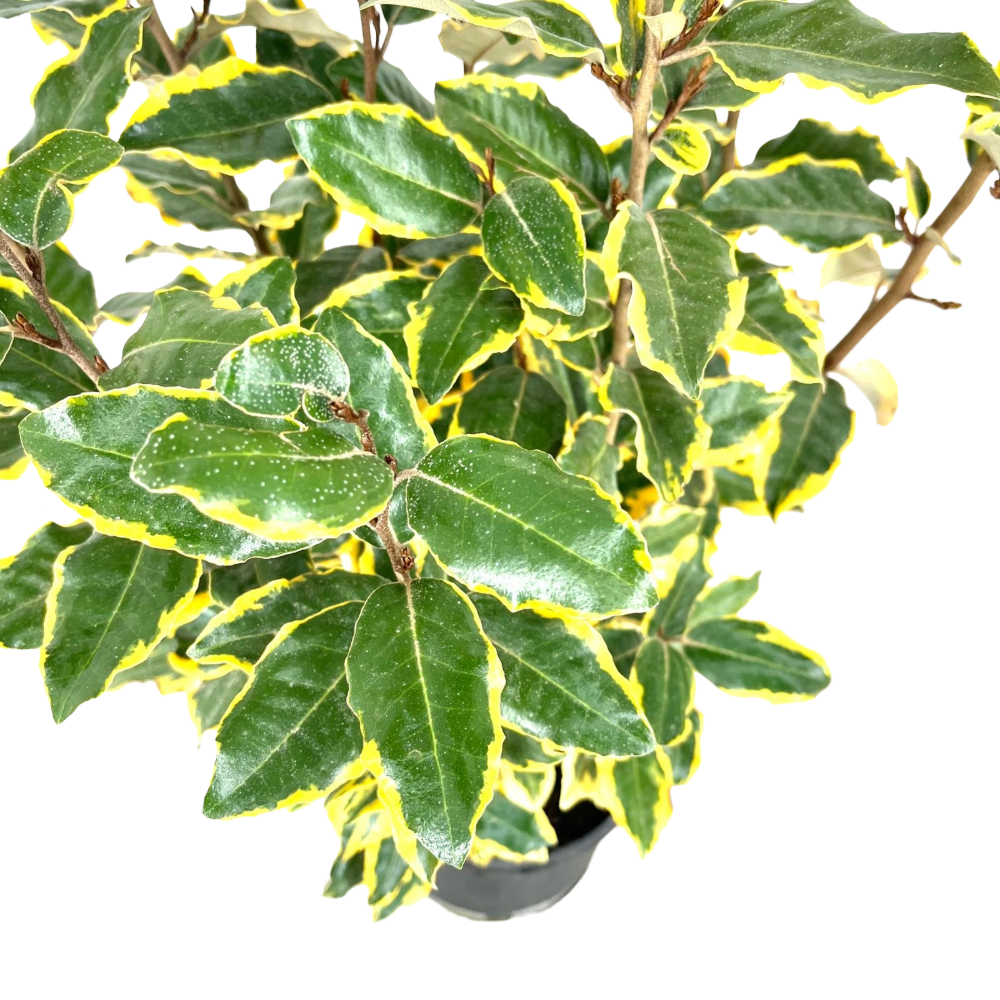 Elaeagnus variegato in vaso 18 cm 3 34592571