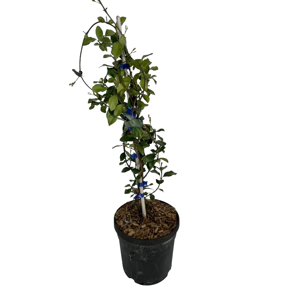 Rhincospermum Jasminoides Rosa in vaso 18 cm 2 35415495