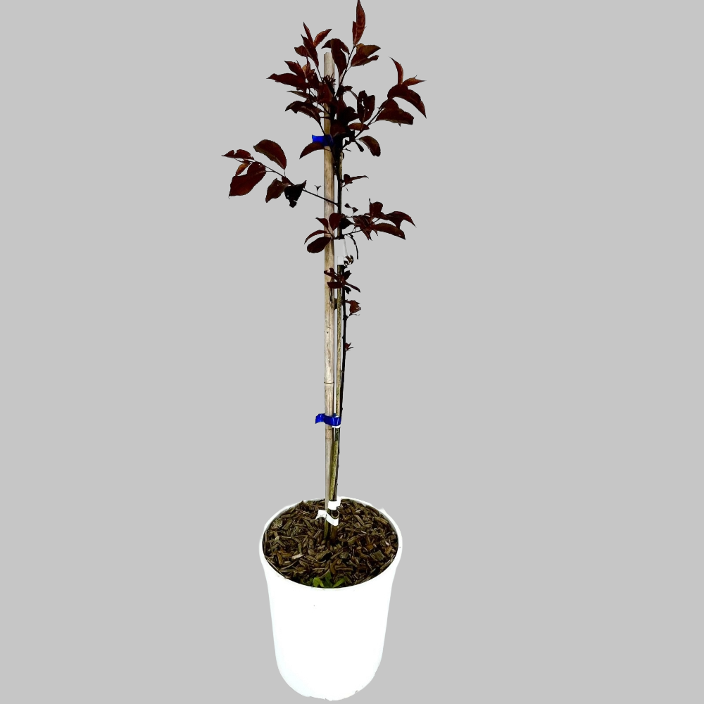 Prunus Pissardi albero in vaso 16/18 cm 4 35415535