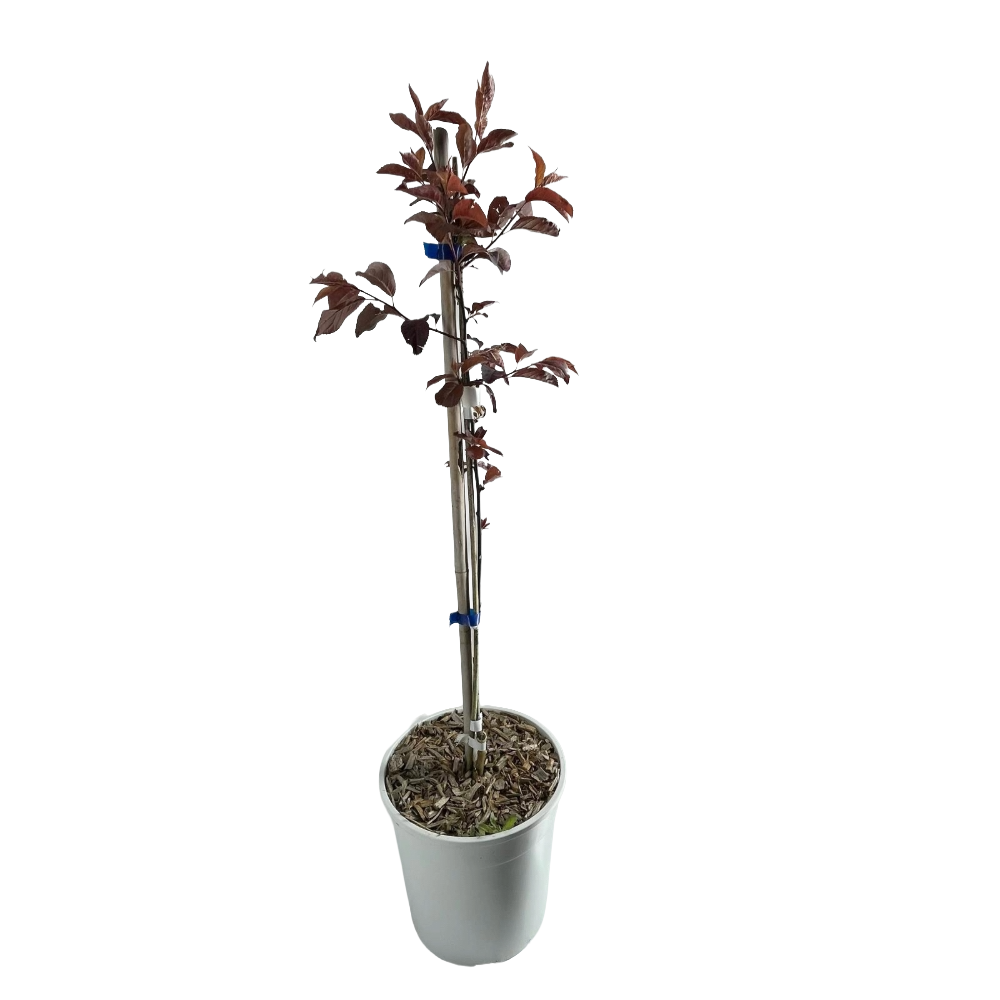 Prunus Pissardi albero in vaso 16/18 cm 5 35415536