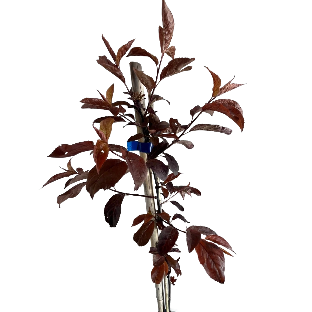 Prunus Pissardi albero in vaso 16/18 cm 6 35415537