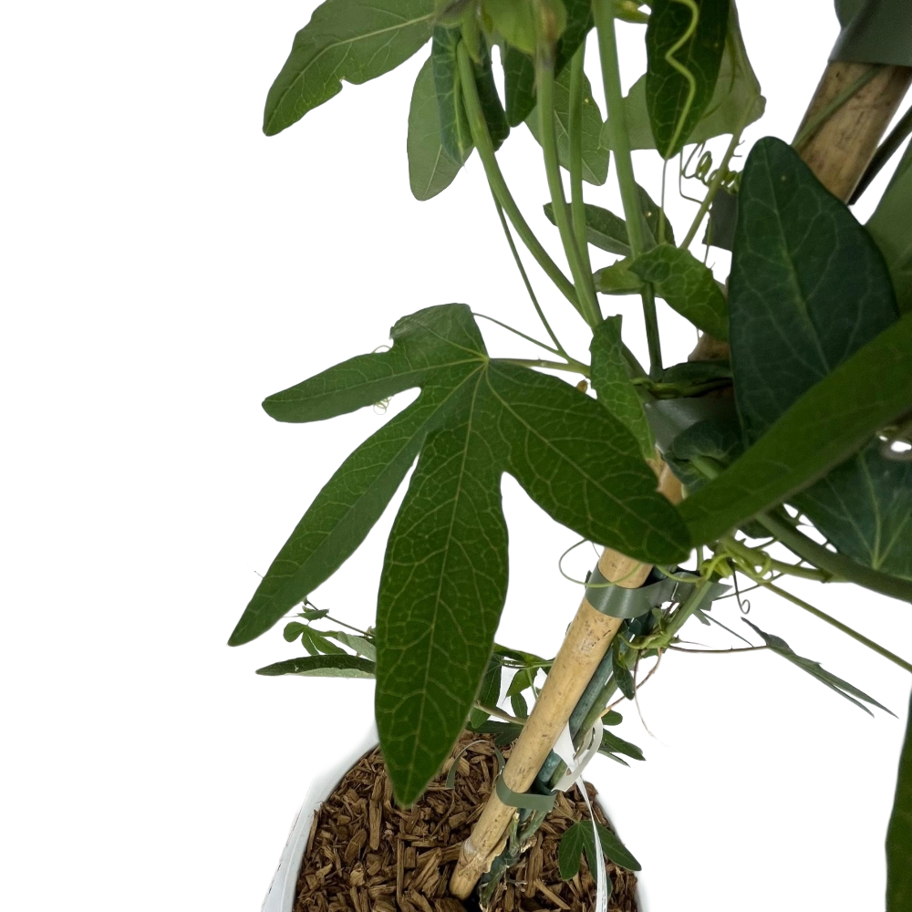 Passiflora Caerulea in vaso 18 cm 5 35415601