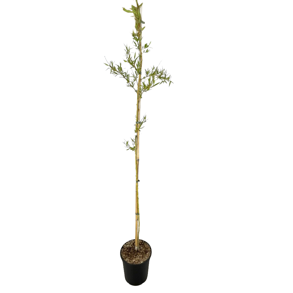 Salice Piangente Dorato SALIX BABYLONICA CHRYSOCOMA in vaso 24 cm 5 35416128