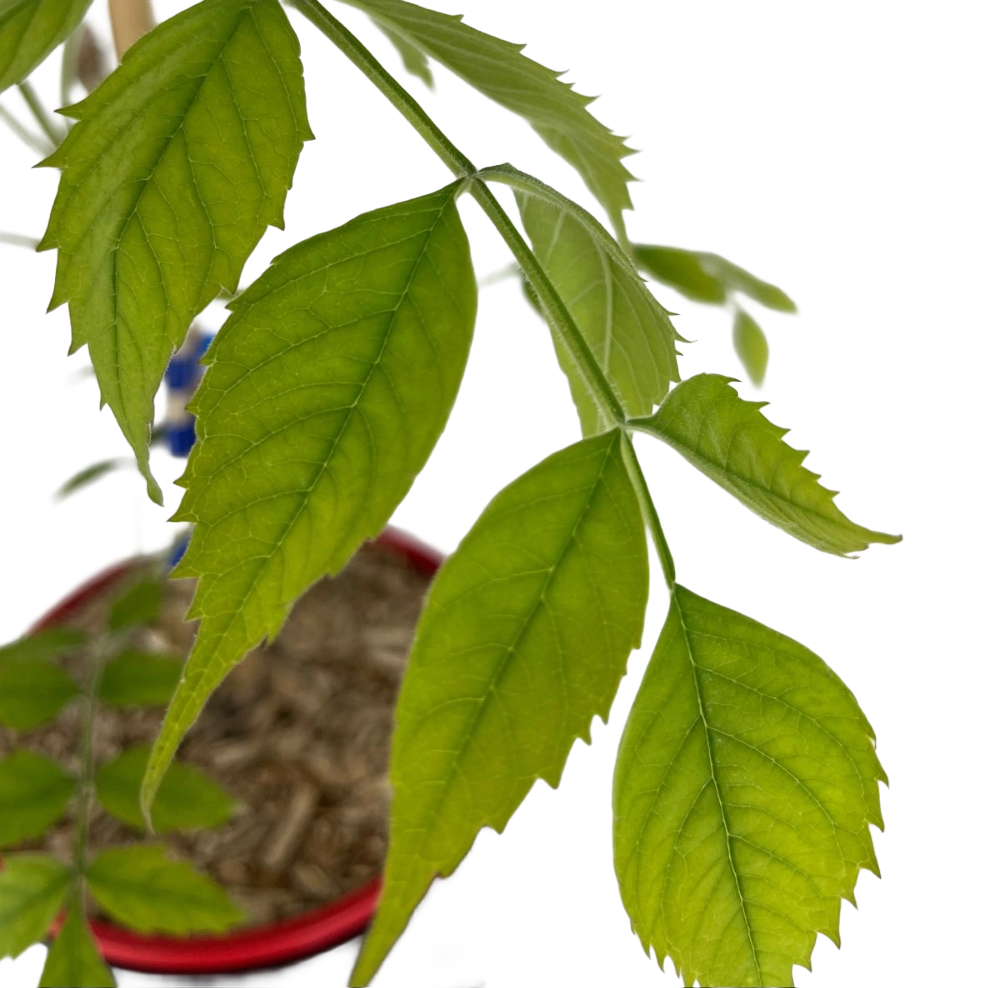 Bignonia Radicans Flava gialla in vaso 18 cm 4 35442211