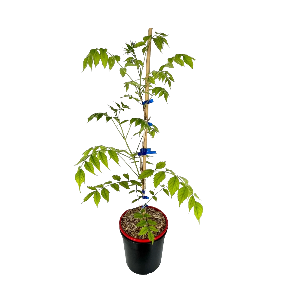 Bignonia Rossa Atropurpurea in vaso 18 cm 4 35442218