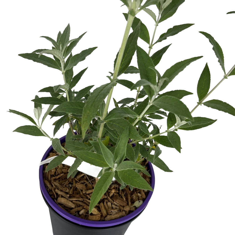 Buddleja Davidii Buzz Ivory Bianca in vaso 16/18 cm 3 35442428