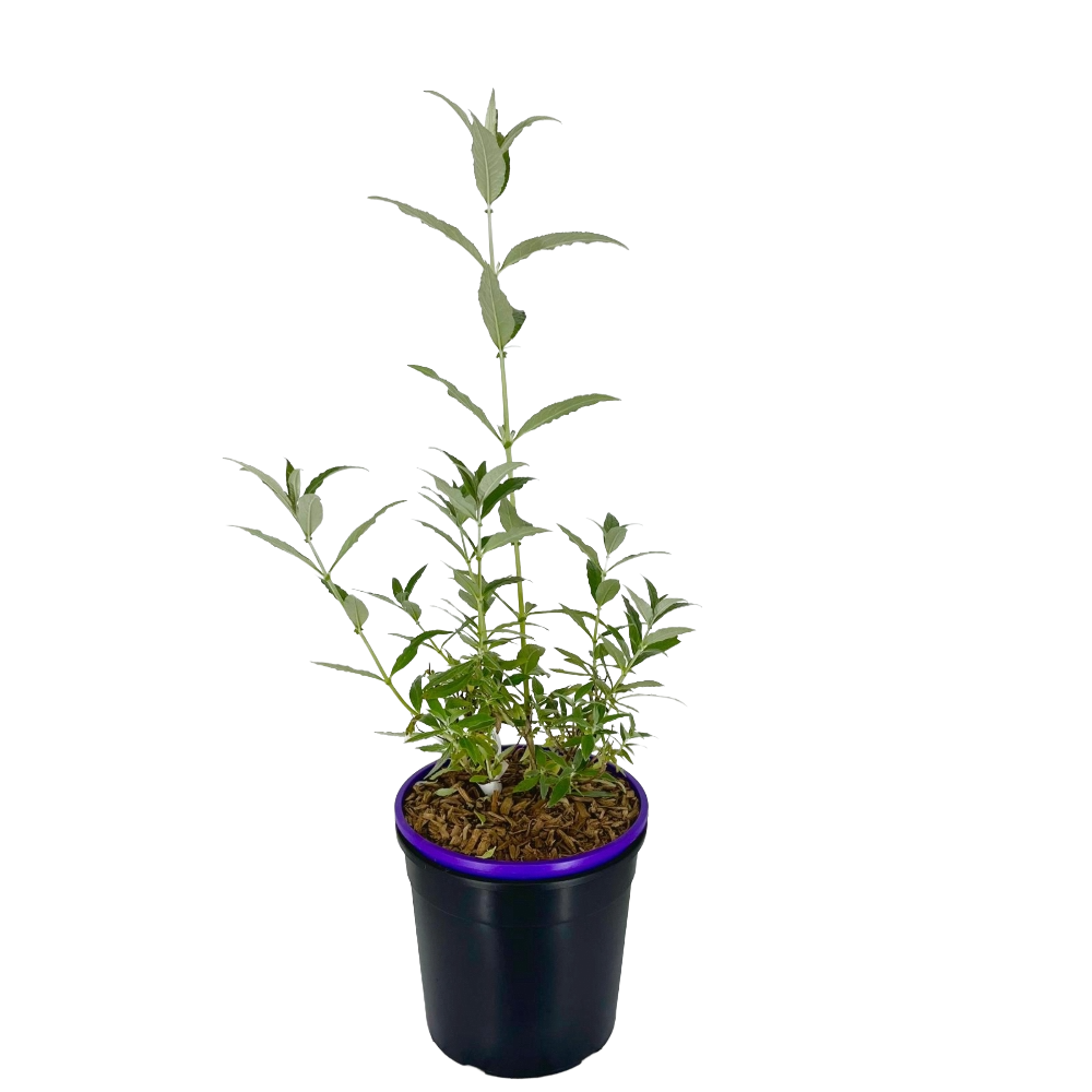 Buddleja Davidii Buzz Hot Raspberry Fuxia in vaso 16/18 cm 2 35442449