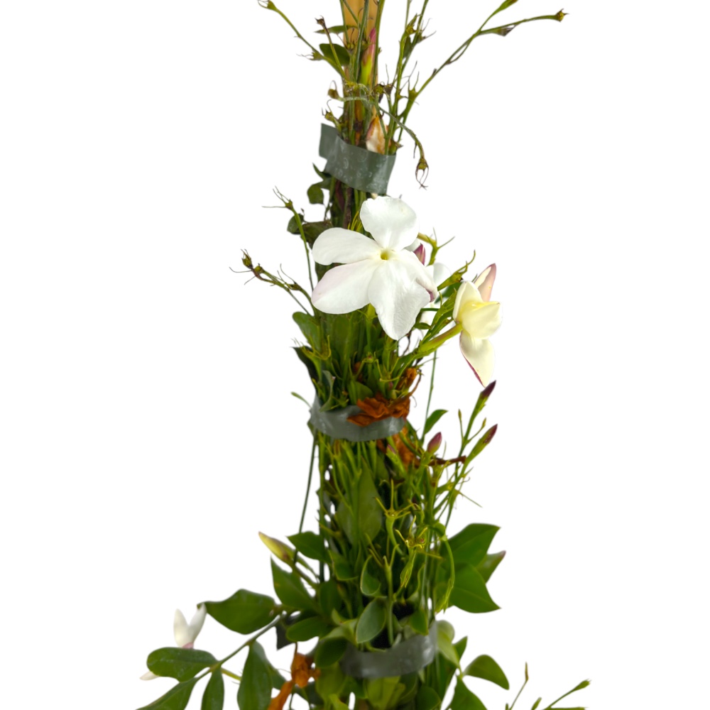 Gelsomino Officinalis Polianta in vaso 18 cm 2 18688757