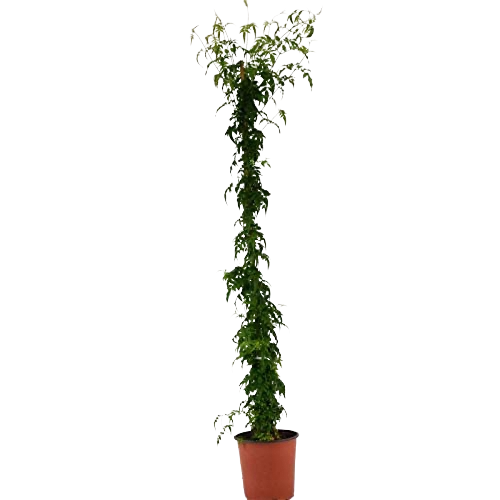 Gelsomino Officinalis Polianta in vaso 18 cm 4 35467256