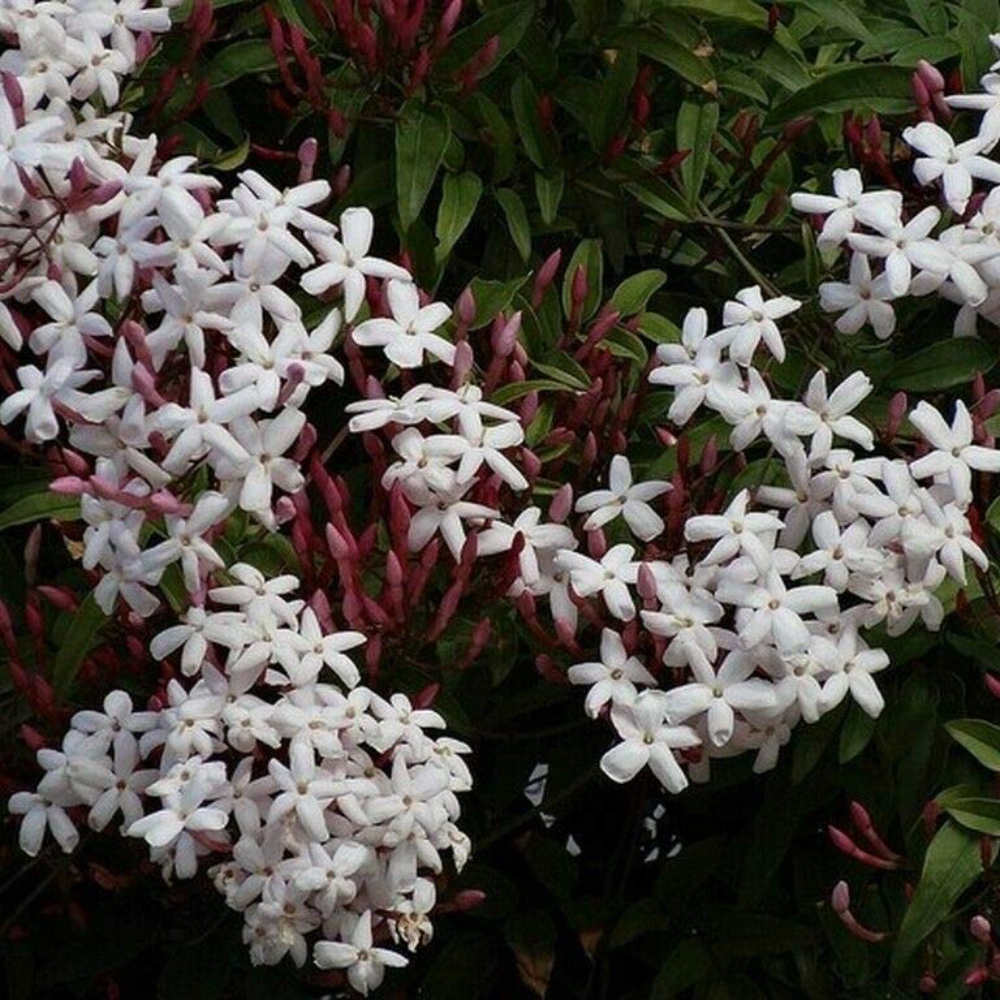Gelsomino Officinalis Polianta in vaso 17 cm 5 35467263