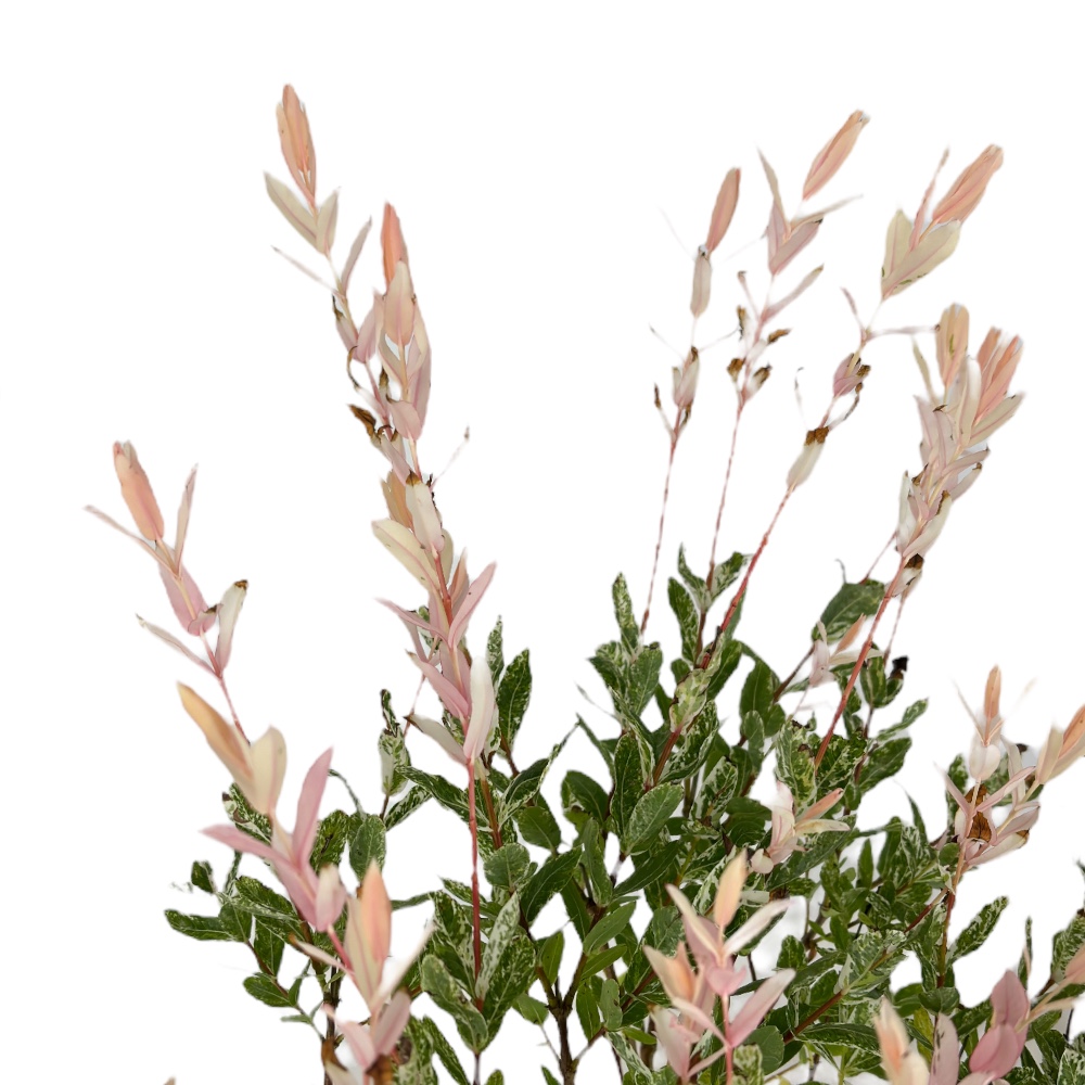 Salice rosa Giapponese Salix Integra Hakuro Nishiki in vaso 18 cm 2 35467279
