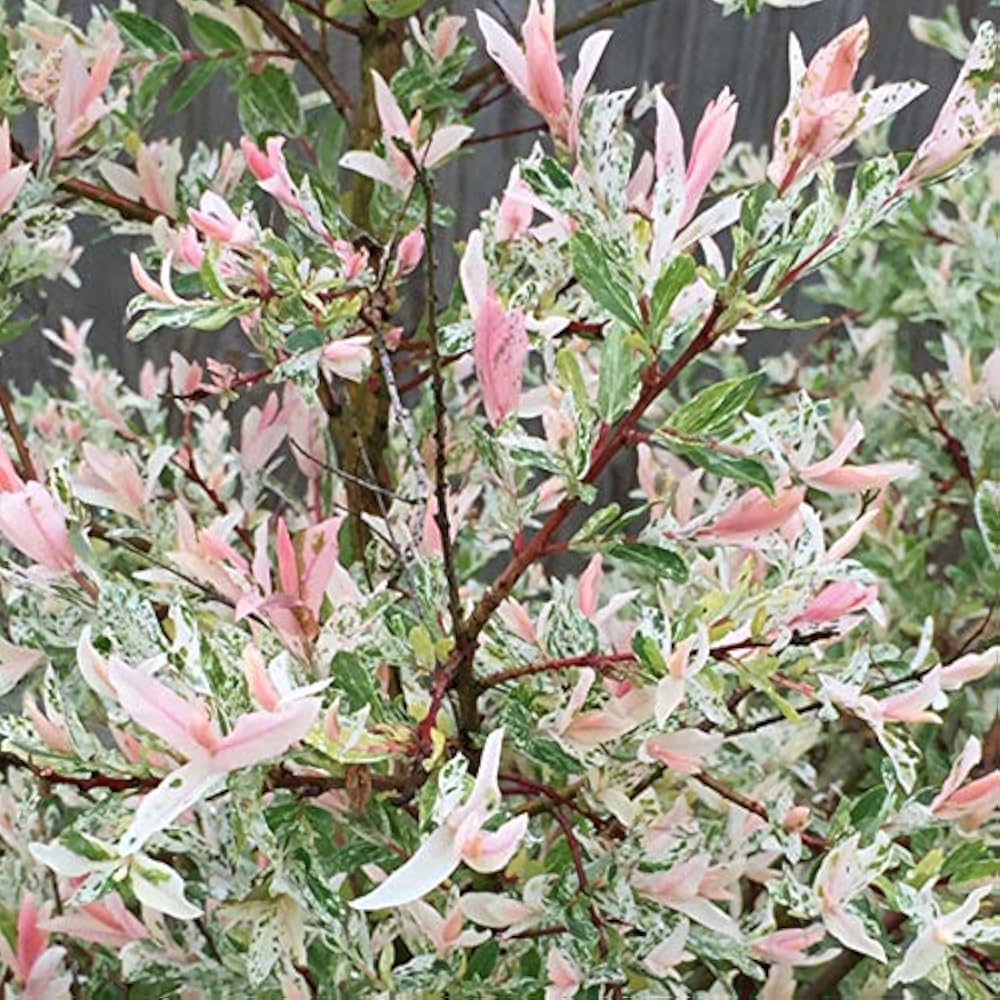 Salice rosa Giapponese Salix Integra Hakuro Nishiki in vaso 18 cm 1 35467282
