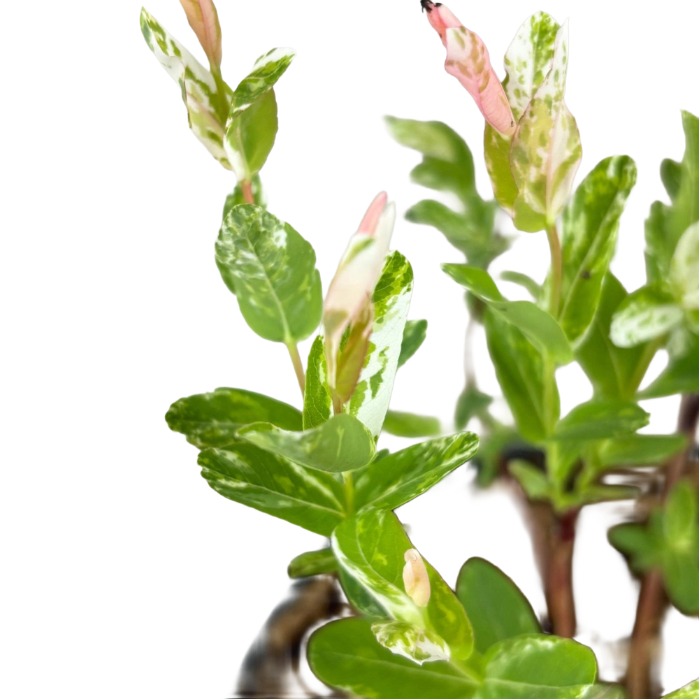 Salice rosa Giapponese Salix Integra Hakuro Nishiki in vaso 18 cm 4 35467283