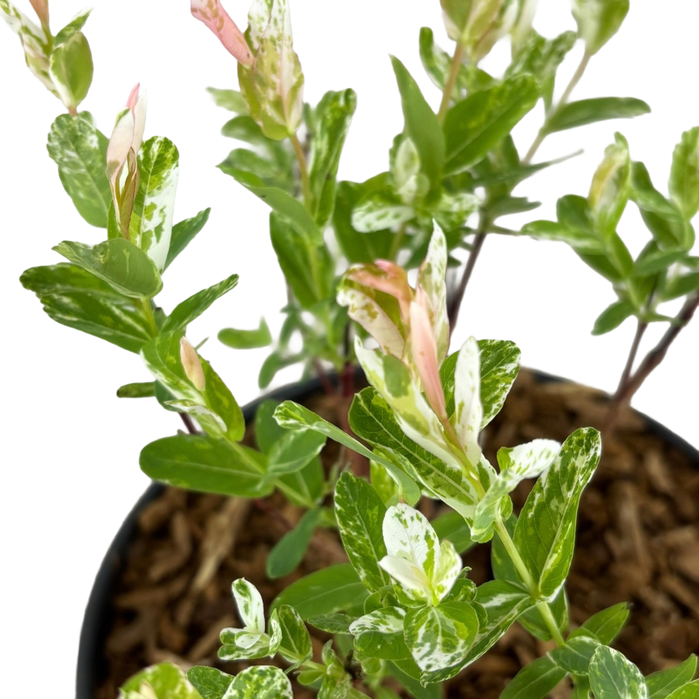 Salice rosa Giapponese Salix Integra Hakuro Nishiki in vaso 18 cm 3 35467284