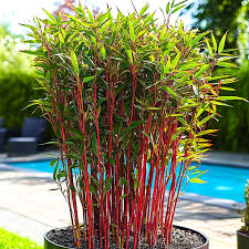 Bambù Fargesia Red Dragon in vaso 18 cm 5 35467300