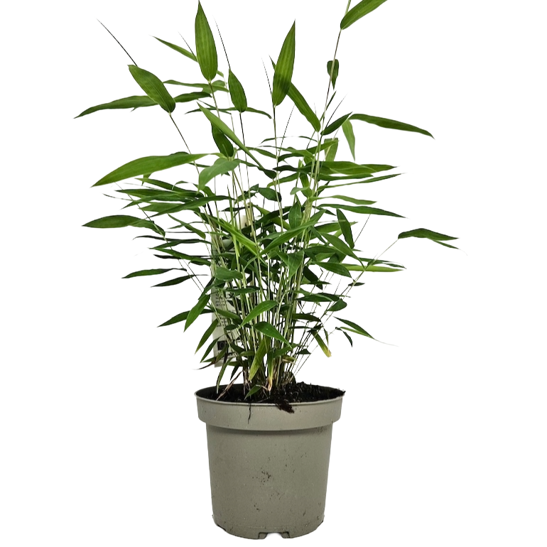 Bambù Fargesia robusta Pingwu Panda in vaso 18 cm 2 35573426