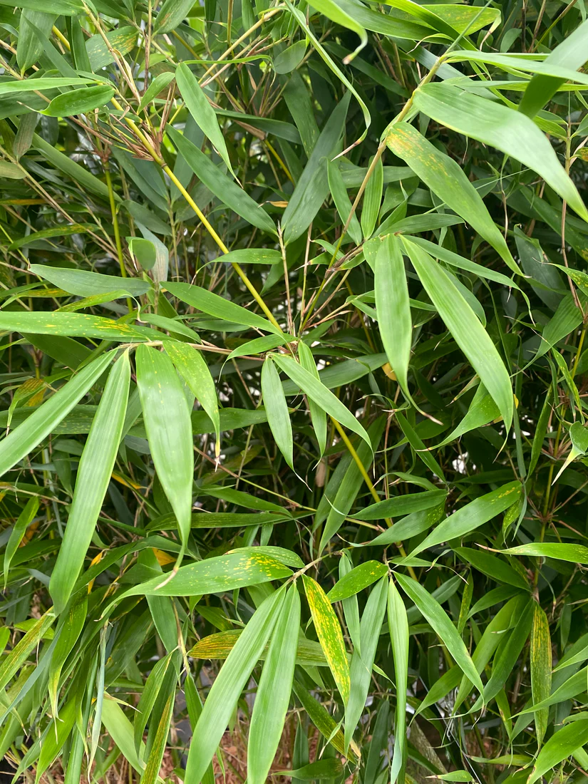 Bambù Fargesia robusta Pingwu Panda in vaso 18 cm 5 35573513