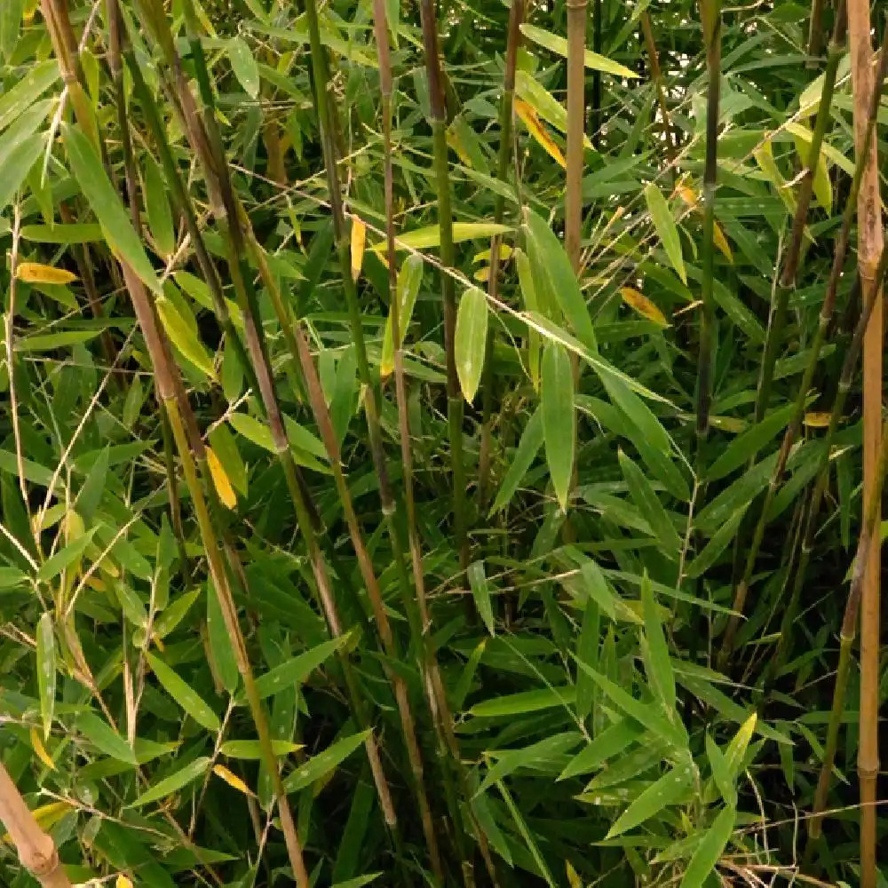 Bambù Fargesia robusta Pingwu Panda in vaso 18 cm 4 35573514