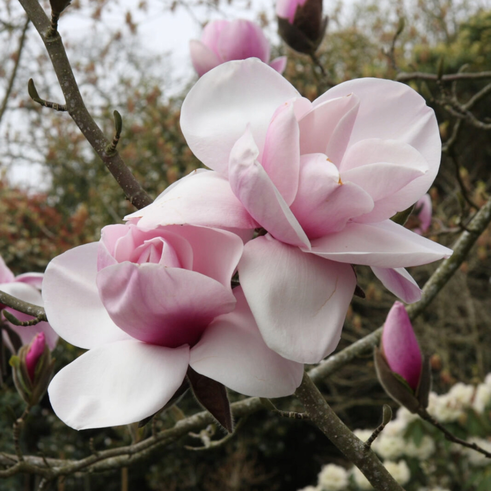 Magnolia Atlas in vaso 18 cm 2 35598890