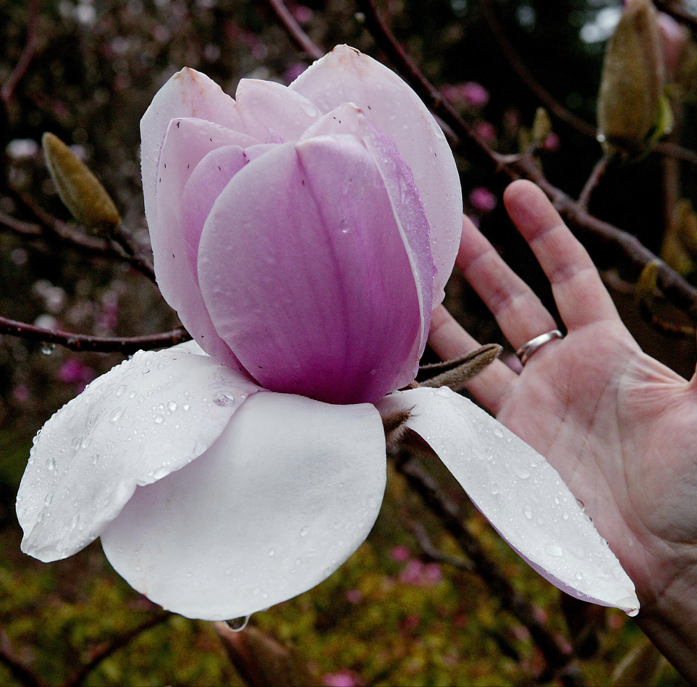 Magnolia Atlas in vaso 18 cm 1 35598891