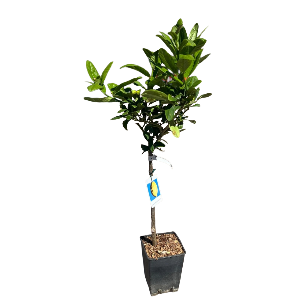 Cedro Diamante in vaso 18 cm 3 35766767
