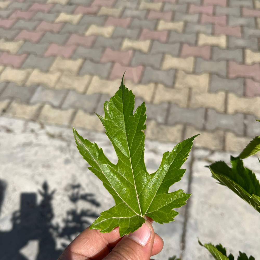 Gelso infruttifero Morus Platanifolia in vaso 18 cm 5 36495050