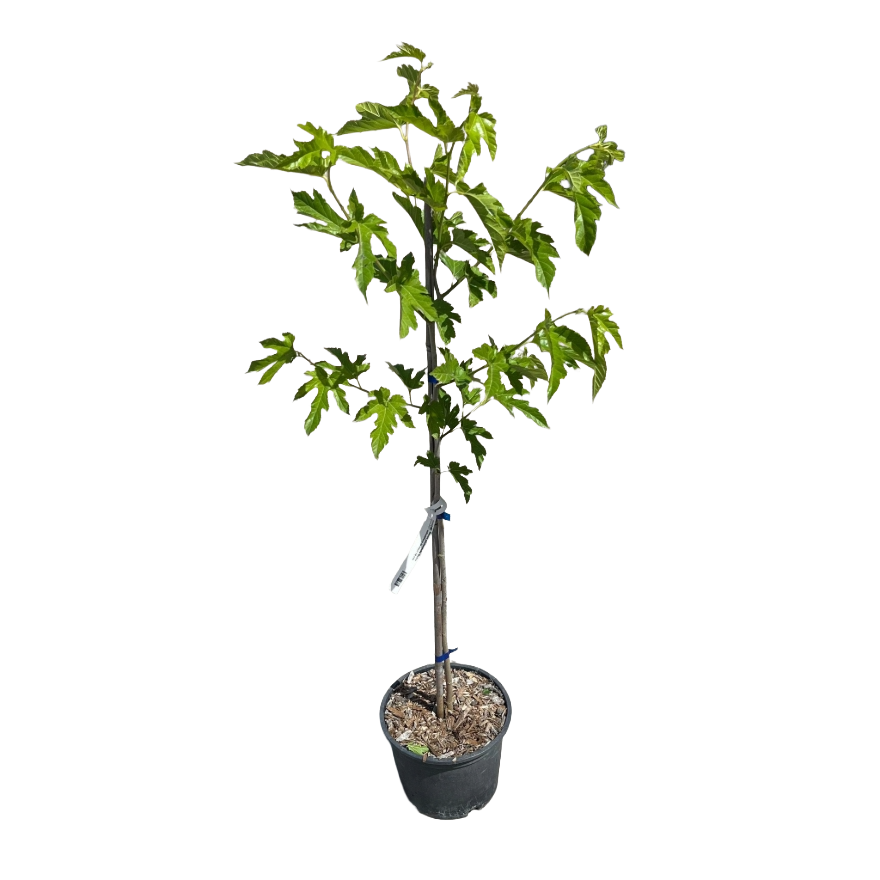 Gelso infruttifero Morus Platanifolia in vaso 18 cm 4 36495051