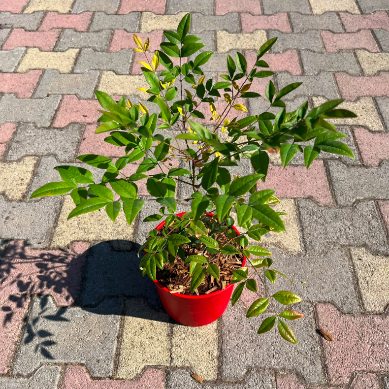 Nandina Domestica in vaso 18 cm 3 37057346