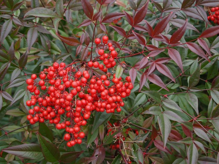 Nandina Domestica in vaso 18 cm 1 37057347