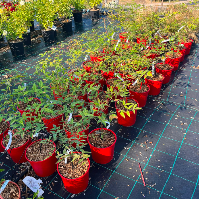 Nandina Domestica in vaso 18 cm 6 37057348