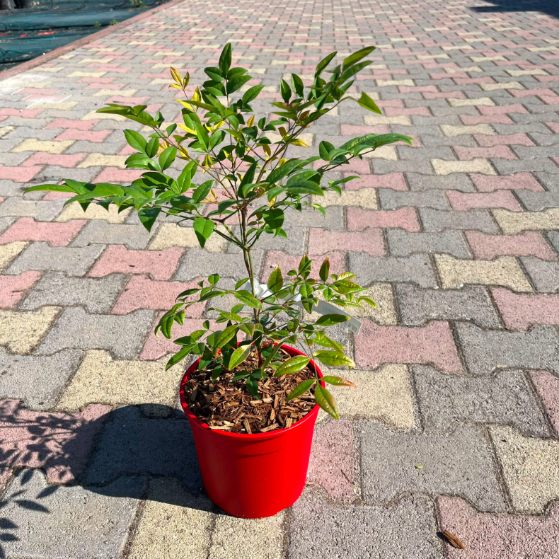 Nandina Domestica in vaso 18 cm 5 37057349