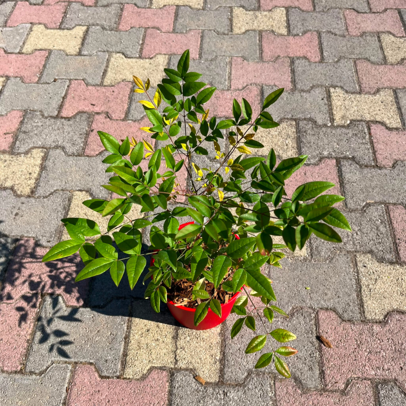 Nandina Domestica in vaso 18 cm 4 37057350