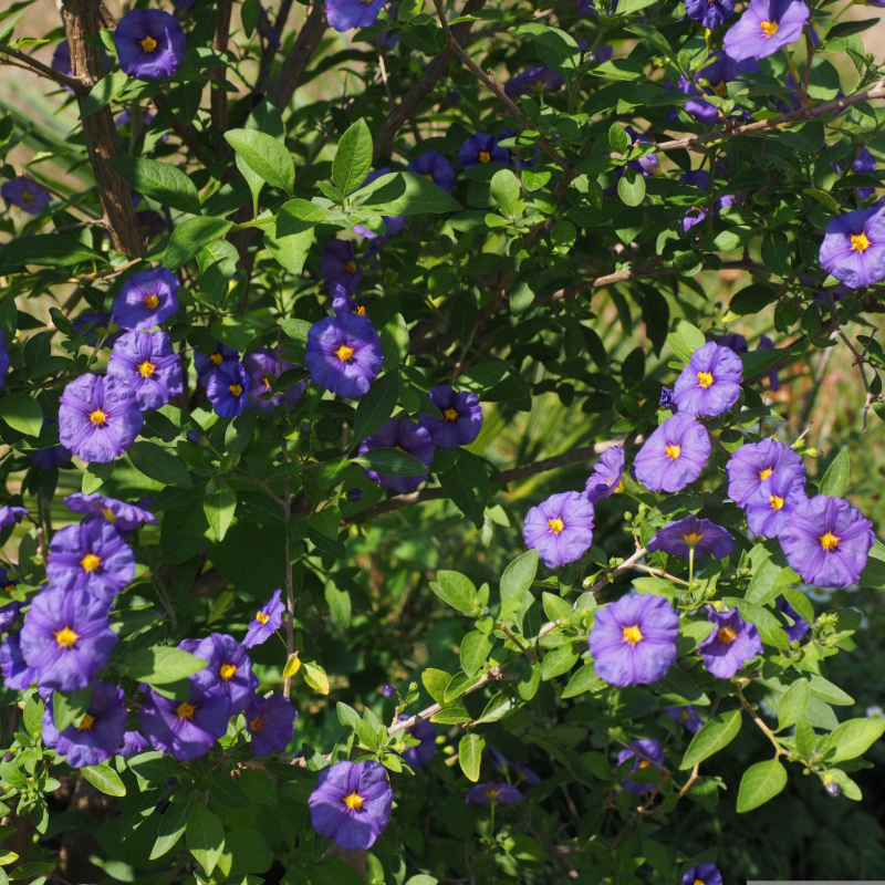 Solanum Rantonetti GELSOMINO DEL PARAGUAY CIELO STELLATO in vaso 18cm 3 37057360